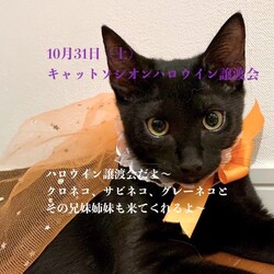 ハロウイン＊黒猫と兄弟たちの譲渡会＊