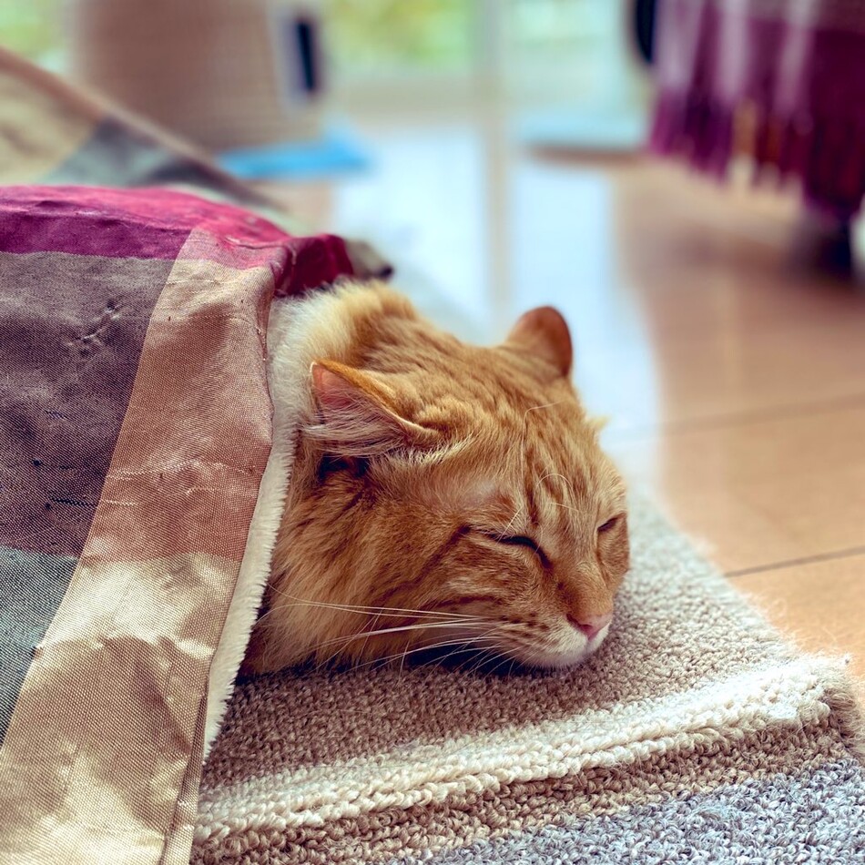 テトのカバー写真