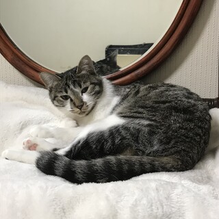 甘えん坊でのんびり屋さんのサバシロちゃん