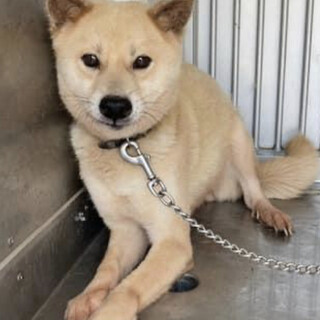 里親様決定しました✨✨ありがとうございました！