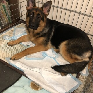 ジャーマンシェパード　女の子　現在　相談中