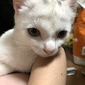 子猫を保護しました
