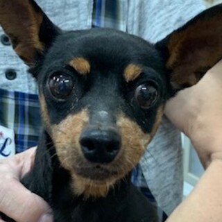 ミニピンの女の子