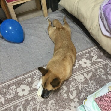 の写真