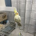 オカメインコ　ルチノーパイド