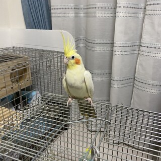 オカメインコ　ルチノーパイド