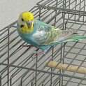 セキセイインコ　レインボー