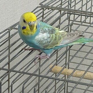 セキセイインコ　レインボー