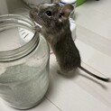デグー　ブルーパイド