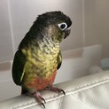 ウロコインコ　里親募集