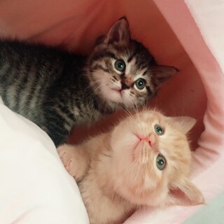 約五週間 お月様の様なまん丸兄妹