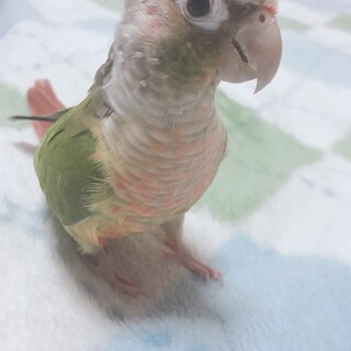ウロコインコ 