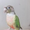 ウロコインコ  サムネイル2