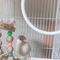 クリーム文鳥