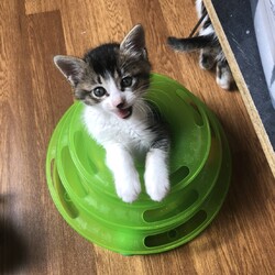 入間市ジョンソンタウン猫の里親会 サムネイル2