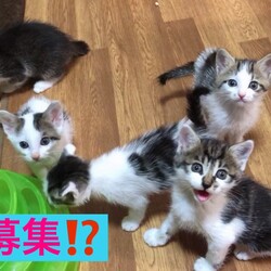 入間市ジョンソンタウン猫の里親会 サムネイル3