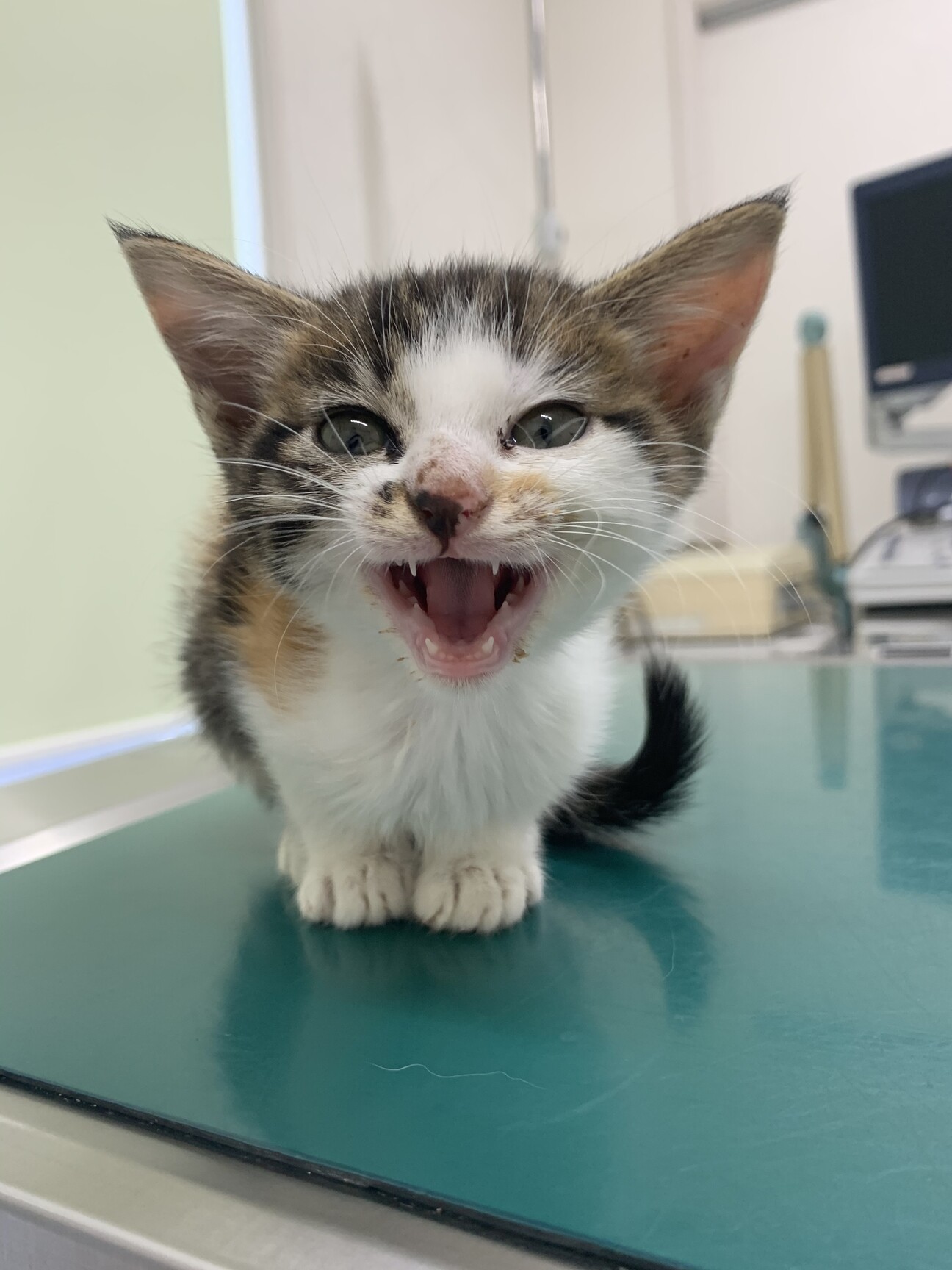 三毛猫将軍の幸ちゃん♀ サムネイル1