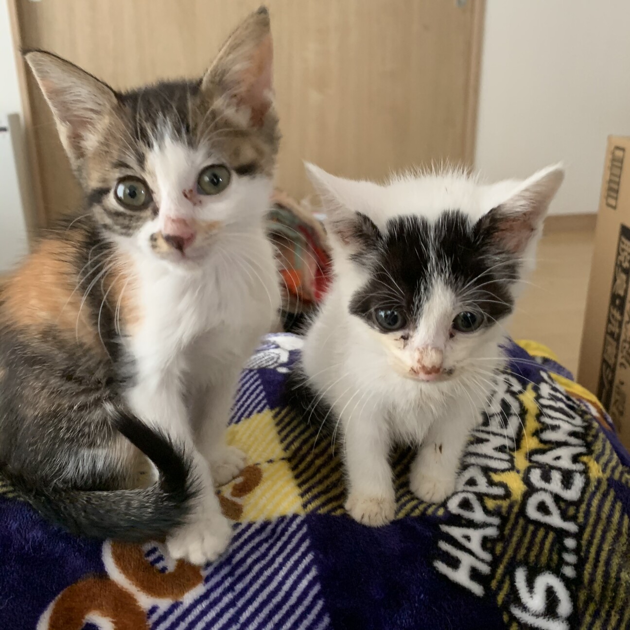 三毛猫将軍の幸ちゃん♀ サムネイル2