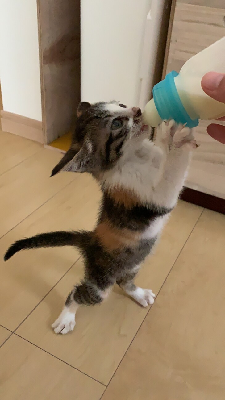 三毛猫将軍の幸ちゃん♀ サムネイル3