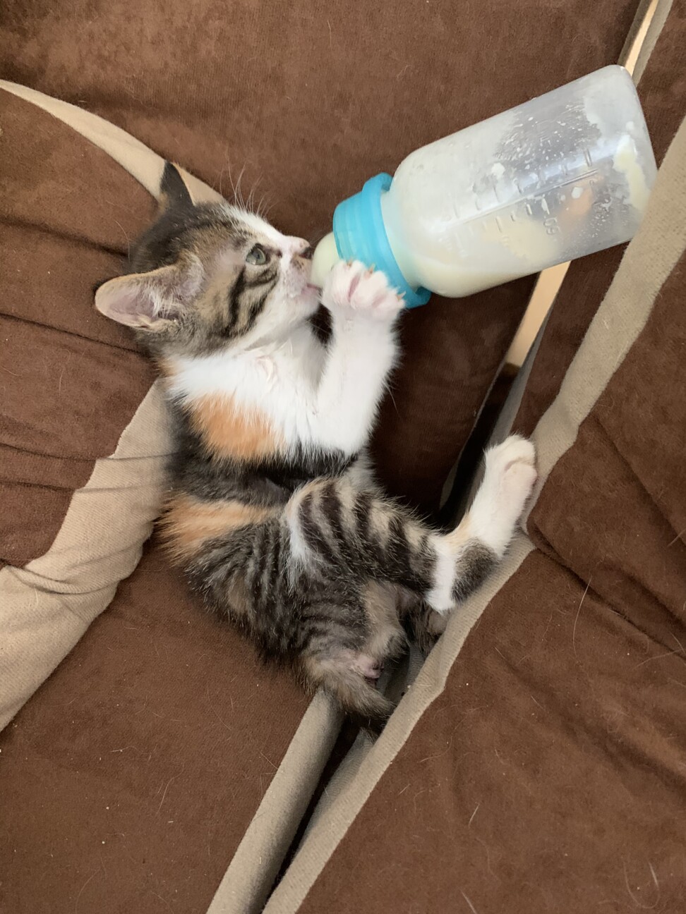 三毛猫将軍の幸ちゃん♀ サムネイル4