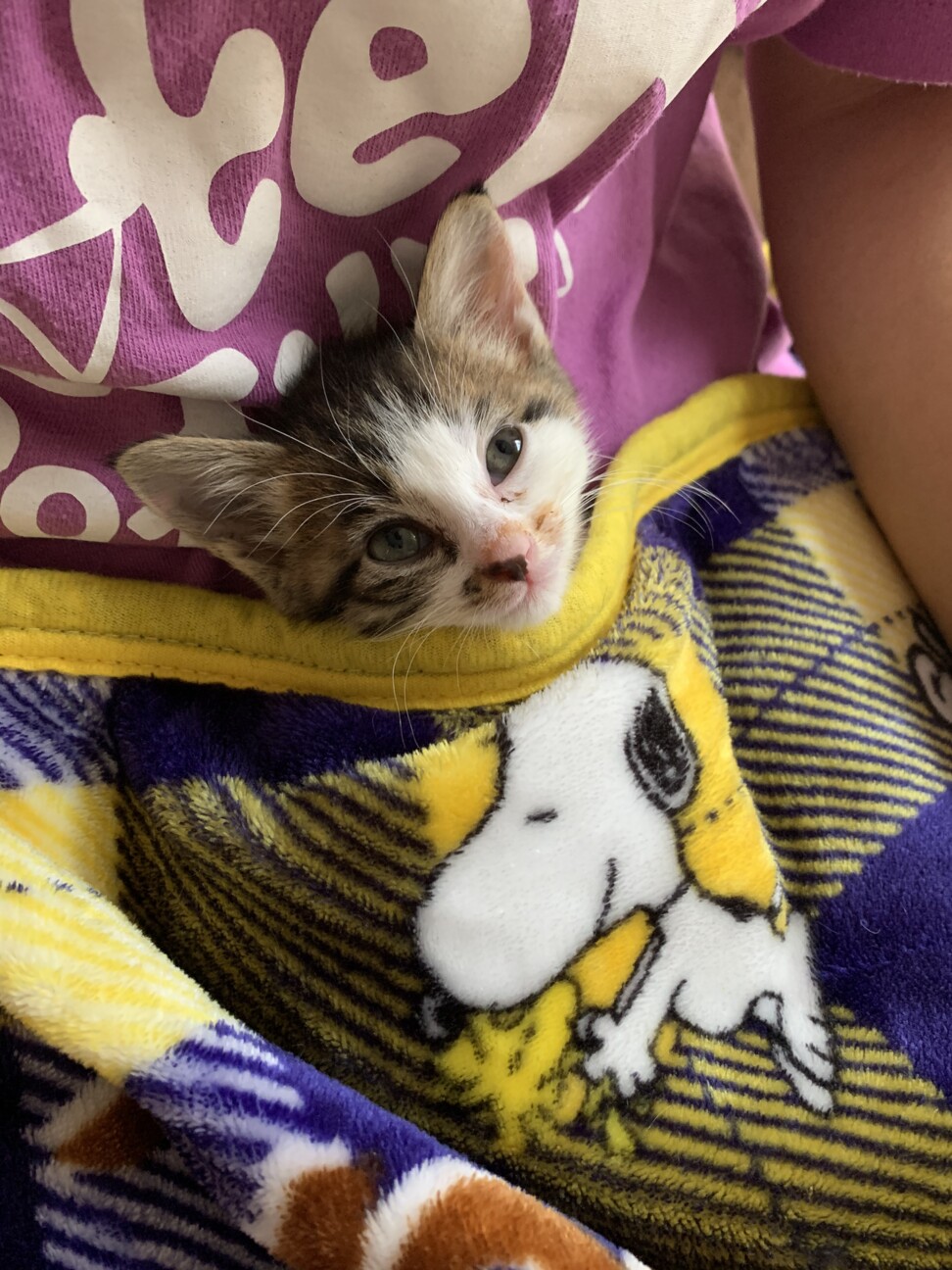 三毛猫将軍の幸ちゃん♀ サムネイル5