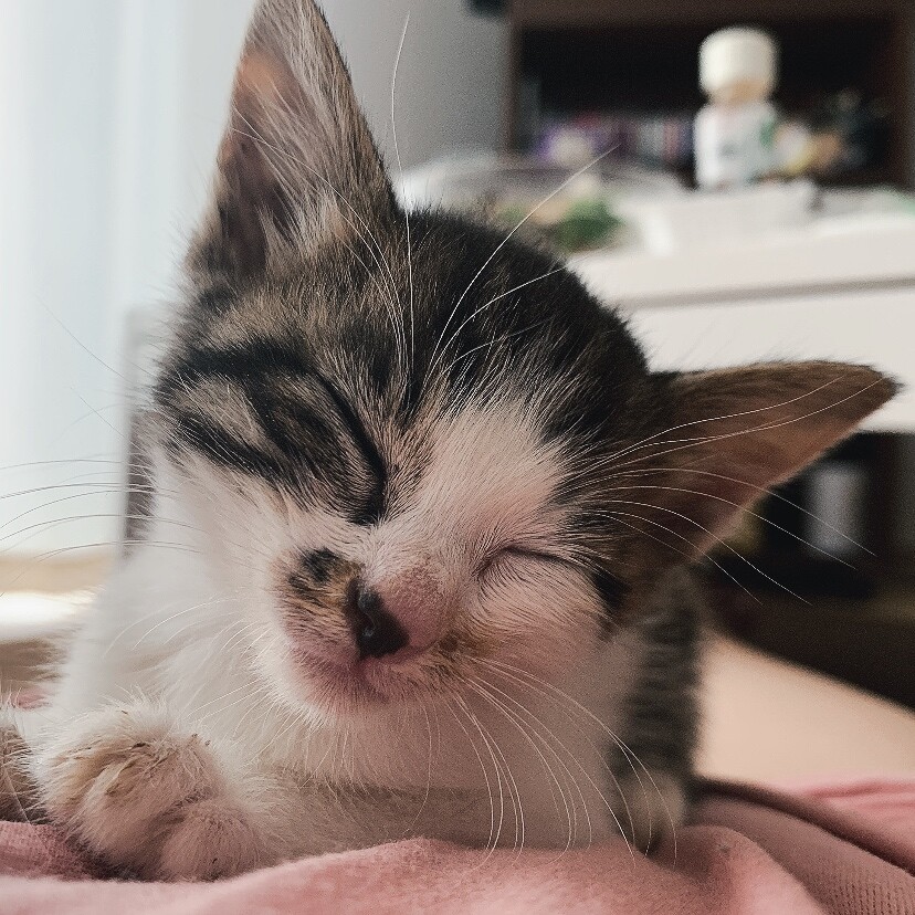 三毛猫将軍の幸ちゃん♀ サムネイル6