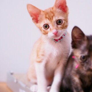 11/1譲渡会参加【月斗】