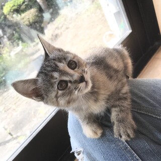 仕草が可愛い三毛mix