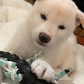 人懐っこく元気な男の子の柴犬です。
