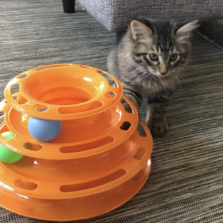 生後２か月の長毛キジトラ♂