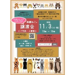 予約制藤井寺市ほご猫譲渡会