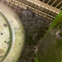 デグーベビー
