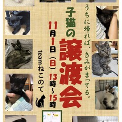 子猫の譲渡会