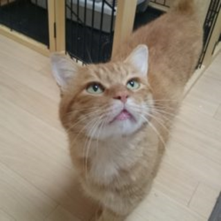 ちょっと困り顔の『まめふくん』