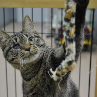 保護猫のご紹介！ぼこくん！