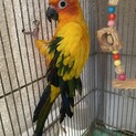 【募集停止中】コガネメキシコインコ