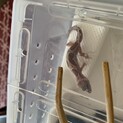ヒョウモントカゲモドキの里親様募集