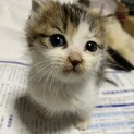 約2.3ヵ月のオスの子猫