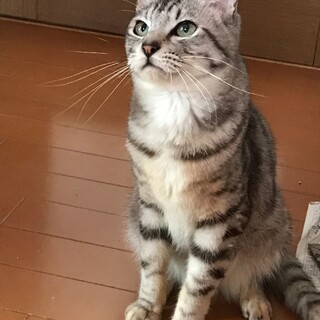 陽気なボクちゃんトライアルです