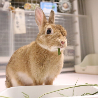 保護うさぎ メルモちゃん（かくれんぼーず）