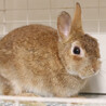 保護うさぎ メルモちゃん（かくれんぼーず） サムネイル2