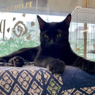 【12/20芝浦】人馴れ抜群！性格ハナマル黒猫