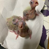 手乗り予定のオカメインコ雛