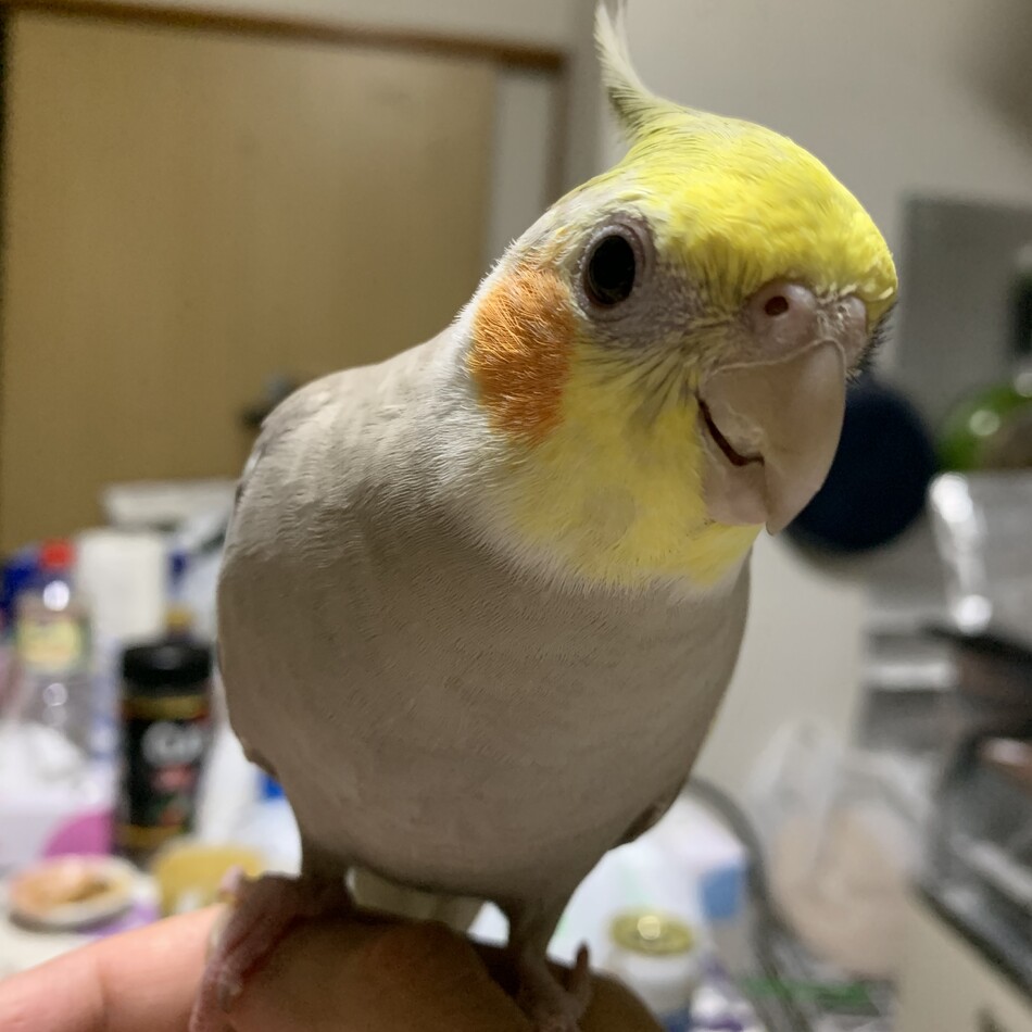 手乗り予定のオカメインコ雛 オカメインコ ペットのおうち 月間利用者150万人