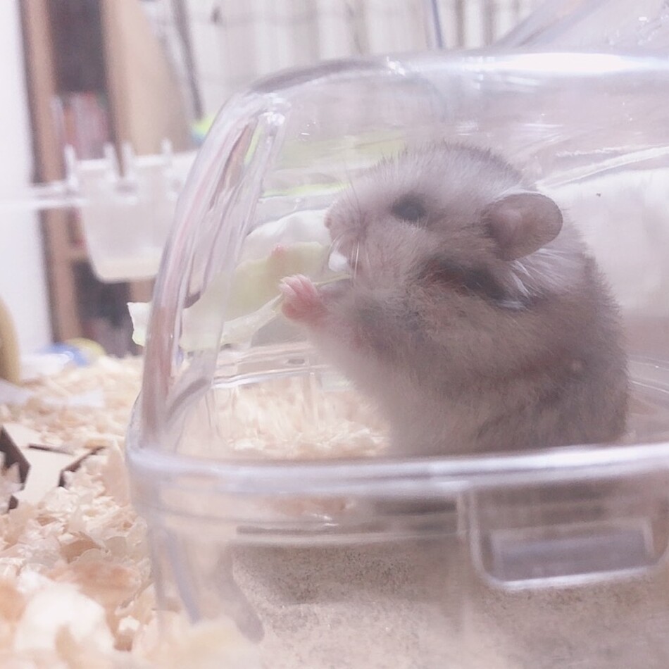 もこのカバー写真
