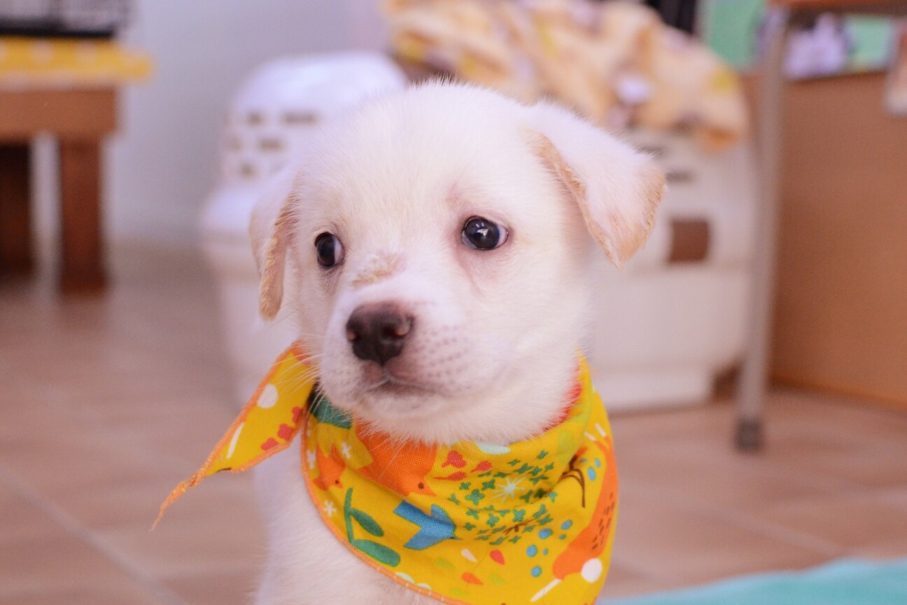 思わず抱きしめたくなる 香川県 犬の里親募集 ペットのおうち 月間利用者150万人