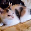 松戸市　三毛猫の女の子