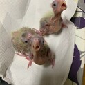オカメインコを育ててくれませんか？