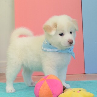 ◆募集停止◆誰からも愛される“ムーン君”