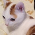 松戸市　茶白の男の子